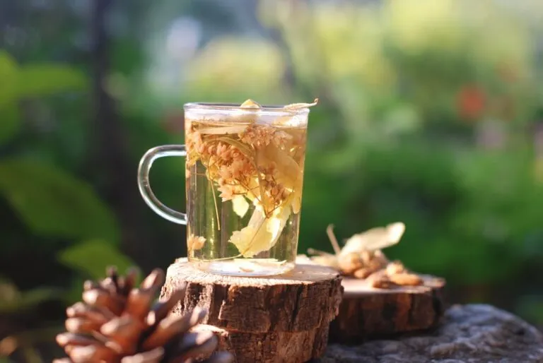 Plante medicinale și beneficiile lor Photo Herbal tea