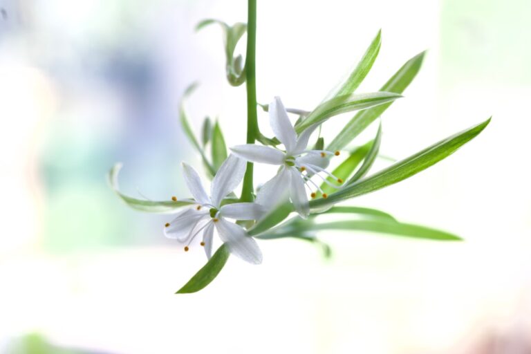 Photo Spider plant