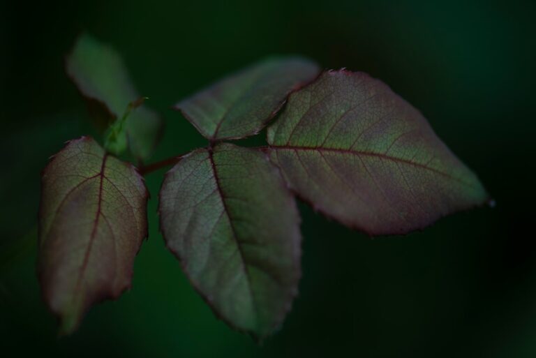 Photo complementary colors