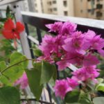 Photo Plants for a Fragrant Balcony Garden