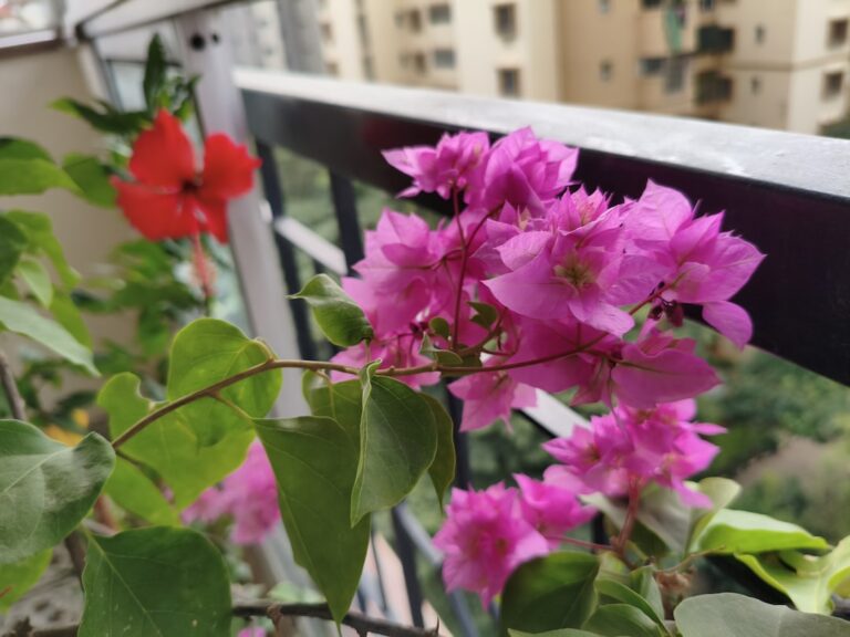 Photo Plants for a Fragrant Balcony Garden