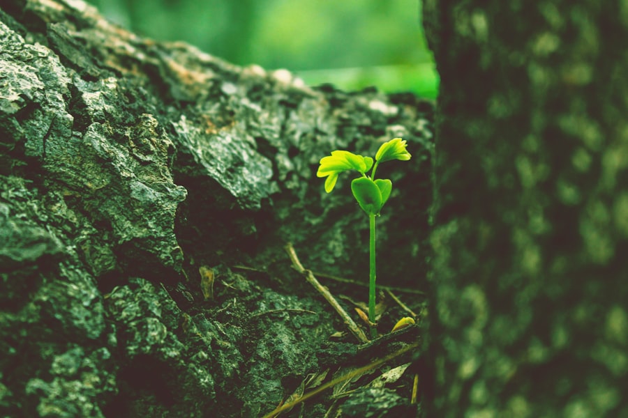 beginnings