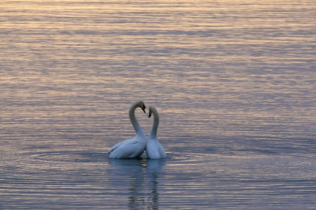 Iubirea care rămâne: o poveste de durabilitate Photo Love